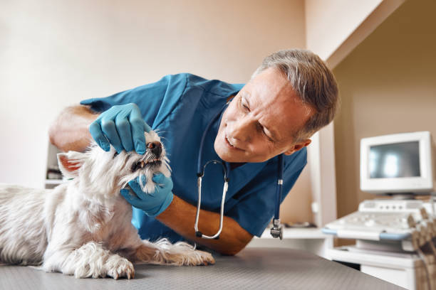 Best Emergency Care for Gum Disease in Manistee, MI